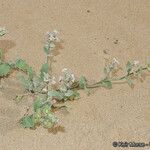 Dithyrea californica Агульны выгляд