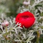 Ranunculus asiaticus Fuelha