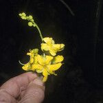 Cassia spruceana Flower