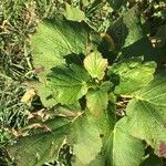 Greyia flanaganii Hoja