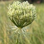 Daucus carotaFloare