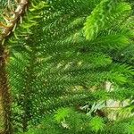 Araucaria nemorosa Hoja
