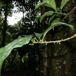 Chrysophyllum venezuelanense Otro