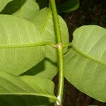 Odontadenia puncticulosa Leaf
