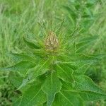Centaurea macrocephala Hoja