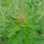 Centaurea macrocephala Foglia