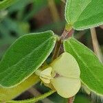 Macrotyloma uniflorum Leaf