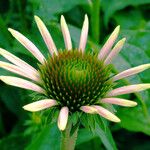 Echinacea purpurea ফুল