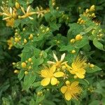 Hypericum hircinumफूल