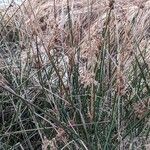 Juncus effusus Celota