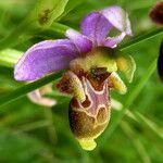 Ophrys scolopax Lorea