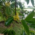 Sideroxylon foetidissimum Flower