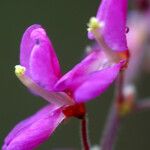 Hylodesmum repandum Flower