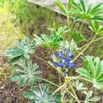 Lupinus cosentinii Лист