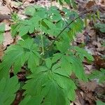 Corydalis intermedia Листок