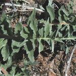 Balsamorhiza hookeri Blatt