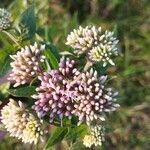 Eupatorium cannabinumKvet