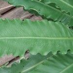 Asplenium antiquum Leaf