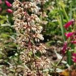 Heuchera micrantha 花