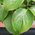 Cornus kousa Leaf