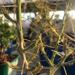 Cylindropuntia leptocaulis Leaf