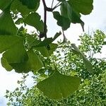 Ginkgo bilobaLeaf