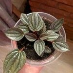 Peperomia albovittata Leaf