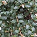 Osmanthus delavayi Levél