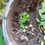 Limnophila indica Hoja