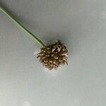 Allium vineale Flower