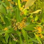 Tristaniopsis laurina 葉