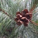 Pinus cembroides Хабит