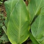 Canna indicaHoja