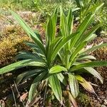 Digitalis ferruginea Blatt