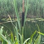 Typha × glauca Лист