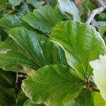 Parrotia subaequalis Hoja