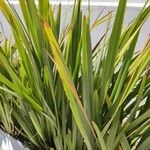 Phormium tenax पत्ता