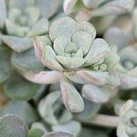 Sedum spathulifolium Folha