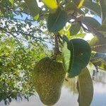 Annona glabra Плод