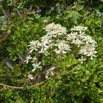 Clematis flammulaÕis