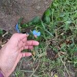 Commelina erecta Flower