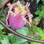 Tulipa agenensis Flower