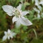 Pycnanthemum incanum Leaf