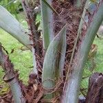 Butia capitata Flower