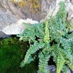 Asplenium viride Yeri