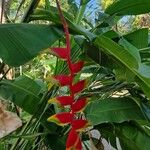 Heliconia rostrata Blüte