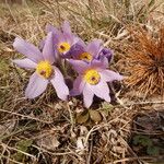 Pulsatilla grandis Flor