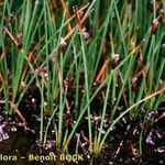 Eleocharis quinqueflora Hábito