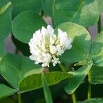 Trifolium nigrescens പുഷ്പം