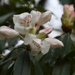 Rhododendron morii Blüte